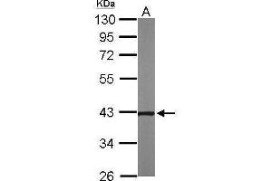 Western Blotting (WB) image for anti-Nephroblastoma Overexpressed (NOV) (Center) antibody (ABIN2855618)