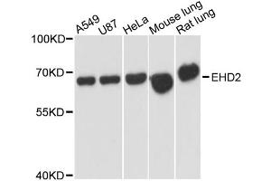 Western blot analysis of extracts of various cell lines, using EHD2 antibody. (EHD2 Antikörper)