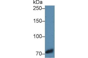 Western blot analysis of Cow Cerebrum lysate, using Cow TRF Antibody (1 µg/ml) and HRP-conjugated Goat Anti-Rabbit antibody ( (Transferrin Antikörper)