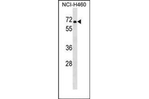 Western blot analysis of PDE1B Antibody (C-term) in NCI-H460 cell line lysates (35ug/lane). (PDE1B Antikörper  (C-Term))