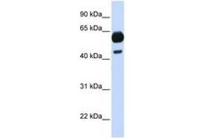 Image no. 1 for anti-Cell Division Cycle 25 Homolog A (S. Pombe) (CDC25A) (C-Term) antibody (ABIN6744354) (CDC25A Antikörper  (C-Term))