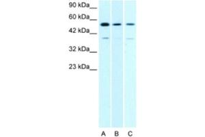 Western Blotting (WB) image for anti-H2.0-Like Homeobox (HLX) antibody (ABIN2463830) (HLX Antikörper)