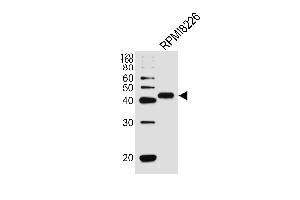 Western blot analysis of lysate from RPMI8226 cell line, using CD38 Antibody at 1:1000. (CD38 Antikörper  (C-Term))