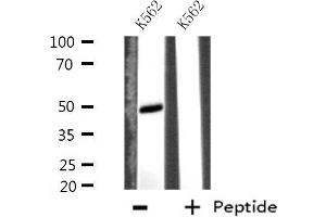 Western blot analysis of extracts from K562 cells using EFEMP2 antibody. (FBLN4 Antikörper  (Internal Region))