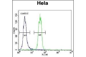 SUMO1 Antibody (N-term) (ABIN1882136 and ABIN2845486) flow cytometric analysis of Hela cells (right histogram) compared to a negative control cell (left histogram). (SUMO1 Antikörper  (N-Term))