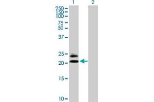 Western Blot analysis of MS4A5 expression in transfected 293T cell line by MS4A5 MaxPab polyclonal antibody. (MS4A5 Antikörper  (AA 1-200))
