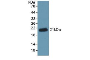 Western Blotting (WB) image for anti-Hemochromatosis Type 2 (Juvenile) (HFE2) (AA 234-416) antibody (ABIN7428215)