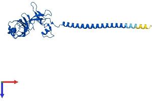 RPS6 Protein (AA 1-249) (His tag)
