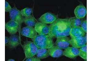 Immunofluorescence staining of Neuro 2a mouse neuroblastoma cell line using TUBB3 monoclonal antibody, clone TU - 20 (Cat # MAB0907 ; green) , 3 ug / ml. (TUBB3 Antikörper  (AA 441-448))