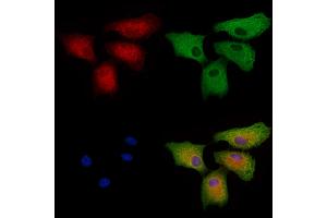 ABIN6266264 and ABIN6277421 staining  cells by IF/ICC. (PARD6A Antikörper  (N-Term))