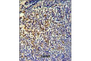 TPPP3 Antibody IHC analysis in formalin fixed and paraffin embedded tonsil followed by peroxidase conjugation of the secondary antibody and DAB staining. (TPPP3 Antikörper  (C-Term))