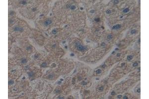 IHC-P analysis of Human Liver Tissue, with DAB staining. (APAF1 Antikörper  (AA 31-350))