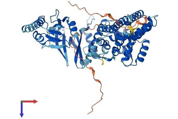 CCT8L2 Protein (AA 1-557) (His tag)