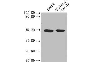 Western blot All lanes: PLAU antibody at 1. (PLAU Antikörper  (AA 21-173))