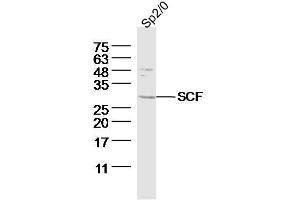 Sp2/0 (Mouse myeloma cell) lysates probed with SCF Polyclonal Antibody, Unconjugated  at 1:300 dilution and 4˚C overnight incubation. (KIT Ligand Antikörper  (AA 151-250))