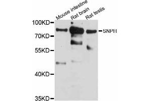 Western blot analysis of extracts of various cell lines, using SNPH antibody (ABIN6290982) at 1:1000 dilution. (Syntaphilin Antikörper)