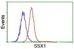 Image no. 1 for anti-Synovial Sarcoma, X Breakpoint 1 (SSX1) antibody (ABIN1501159) (SSX1 Antikörper)