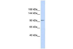KCTD19 antibody used at 1 ug/ml to detect target protein. (KCTD19 Antikörper  (N-Term))
