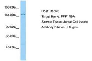 Image no. 1 for anti-Protein Phosphatase 1, Regulatory (Inhibitor) Subunit 9A (PPP1R9A) (N-Term) antibody (ABIN6750131)