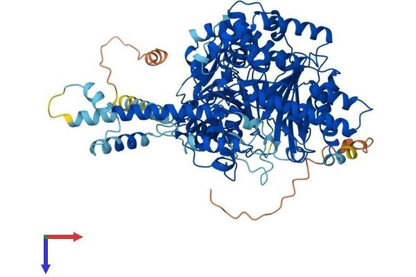 CPT1C Protein (AA 1-803) (His tag)