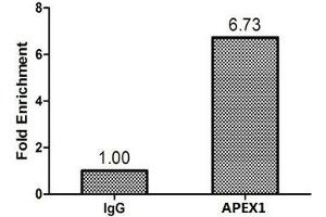 Chromatin Immunoprecipitation MCF-7 (1. (APEX1 Antikörper  (AA 32-318))