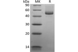 Western Blotting (WB) image for CD70 Molecule (CD70) protein (mFc Tag) (ABIN7319773) (CD70 Protein (mFc Tag))