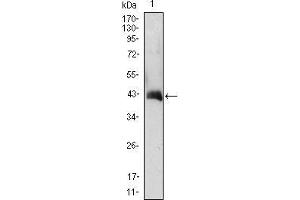 Western Blot showing CSF2 antibody used against CSF2 (AA: 18-144)-hIgGFc transfected HEK293 cell lysate. (GM-CSF Antikörper  (AA 18-144))