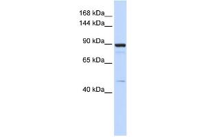 WB Suggested Anti-PDE3B Antibody Titration:  0. (PDE3B Antikörper  (Middle Region))