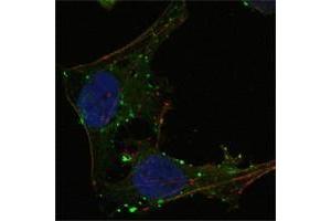 Confocal immunofluorescence analysis of Hela cells using GABPA antibody (green). (GABPA Antikörper  (AA 120-190))