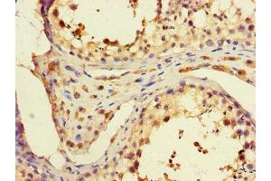 Immunohistochemistry of paraffin-embedded human testis tissue using ABIN7168299 at dilution of 1:100 (PAF1/PD2 Antikörper  (AA 1-300))