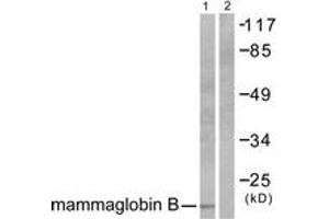 Western blot analysis of extracts from HepG2 cells, using Mammaglobin B Antibody. (SCGB2A1 Antikörper  (AA 10-59))