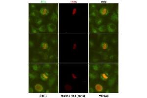 ICC/IF analysis of HeLa cells, fixed fixed by anhydrous methanol at -20oC, using SIRT2 antibody at 1:50 (green) and Histone H3. (SIRT2 Antikörper)