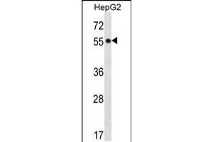 Western blot analysis in HepG2 cell line lysates (35ug/lane). (POFUT2 Antikörper  (AA 228-257))