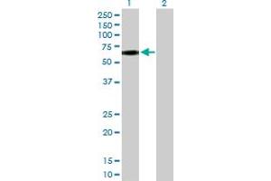 Western Blot analysis of CD44 expression in transfected 293T cell line by CD44 MaxPab polyclonal antibody. (CD44 Antikörper  (AA 1-361))