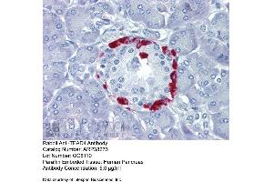 Immunohistochemistry with Human Pancrease lysate tissue at an antibody concentration of 5. (TEAD4 Antikörper  (C-Term))