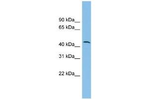 WB Suggested Anti-DPH1 Antibody Titration: 0. (DPH1 Antikörper  (N-Term))