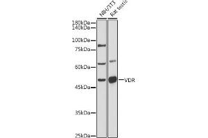 Western blot analysis of extracts of various cell lines, using VDR antibody (ABIN6128918, ABIN6150079, ABIN6150081 and ABIN6215434) at 1:500 dilution. (Vitamin D Receptor Antikörper  (AA 128-427))