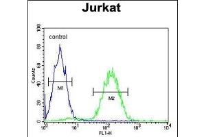 GEA3 Antibody (C-term) (ABIN390107 and ABIN2840619) flow cytometric analysis of Jurkat cells (right histogram) compared to a negative control (left histogram).