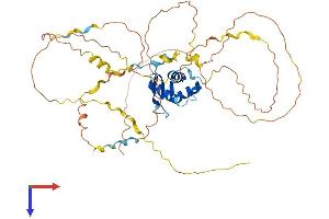 FOXD1 Protein (AA 1-456) (His tag)