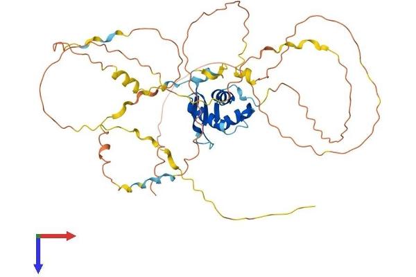 FOXD1 Protein (AA 1-456) (His tag)