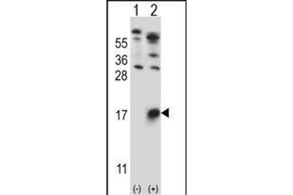 CD235b/GYPB anticorps  (AA 22-51)
