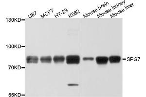 Western blot analysis of extracts of various cell lines, using SPG7 antibody. (SPG7 Antikörper)