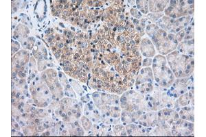 Immunohistochemical staining of paraffin-embedded Human Kidney tissue using anti-TTC32 mouse monoclonal antibody. (TTC32 Antikörper)