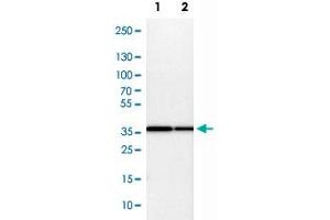 Western Blot analysis of Lane 1: NIH-3T3 cell lysate (mouse embryonic fibroblast cells) and Lane 2: NBT-II cell lysate (Wistar rat bladder tumor cells) with COPS5 polyclonal antibody . (COPS5 Antikörper)