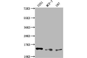 Western Blot Positive WB detected in: U251 whole cell lysate, MCF-7 whole cell lysate, U87 whole cell lysate All lanes: TNFRSF12A antibody at 1:2000 Secondary Goat polyclonal to rabbit IgG at 1/50000 dilution Predicted band size: 14, 11 kD Observed band size: 14 kDa (Rekombinanter TNFRSF12A Antikörper)