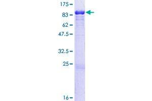 Lamin B1 Protein (LMNB1) (AA 1-586) (GST tag)