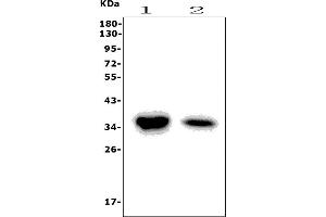 Western blot analysis of Ca4 using anti-Ca4 antibody (ABIN7600898).