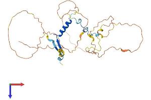 VGLL2 Protein (AA 1-317) (His tag)