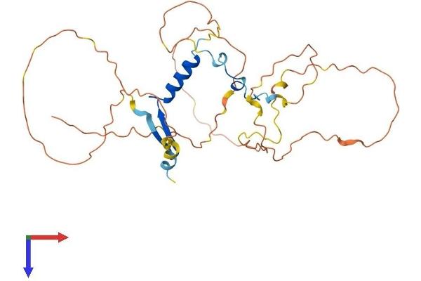 VGLL2 Protein (AA 1-317) (His tag)