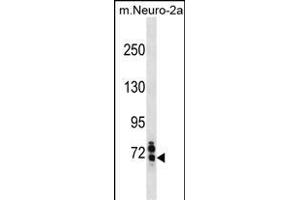 Mouse Senp1 Antibody (Center) (ABIN1881788 and ABIN2838724) western blot analysis in mouse Neuro-2a cell line lysates (35 μg/lane). (SENP1 Antikörper  (AA 262-289))